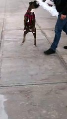 Boxer Practicing Her Ice Skating Skills