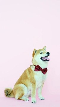 Funny animals videos for kids, funny videos for kids, funny videos, fun,entertainment, happiness, Entertainment, excitement, laughter, happiness, video,