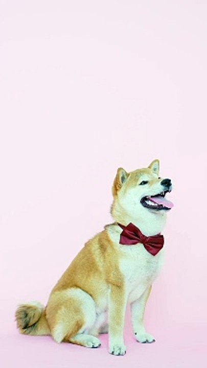 Funny animals videos for kids, funny videos for kids, funny videos, fun,entertainment, happiness, Entertainment, excitement, laughter, happiness, video,