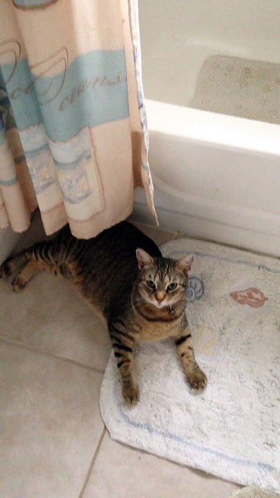 Funny animals videos for kids, funny videos for kids, funny videos, fun,entertainment