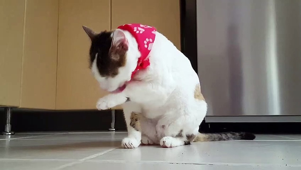 Video Of Funny Cat