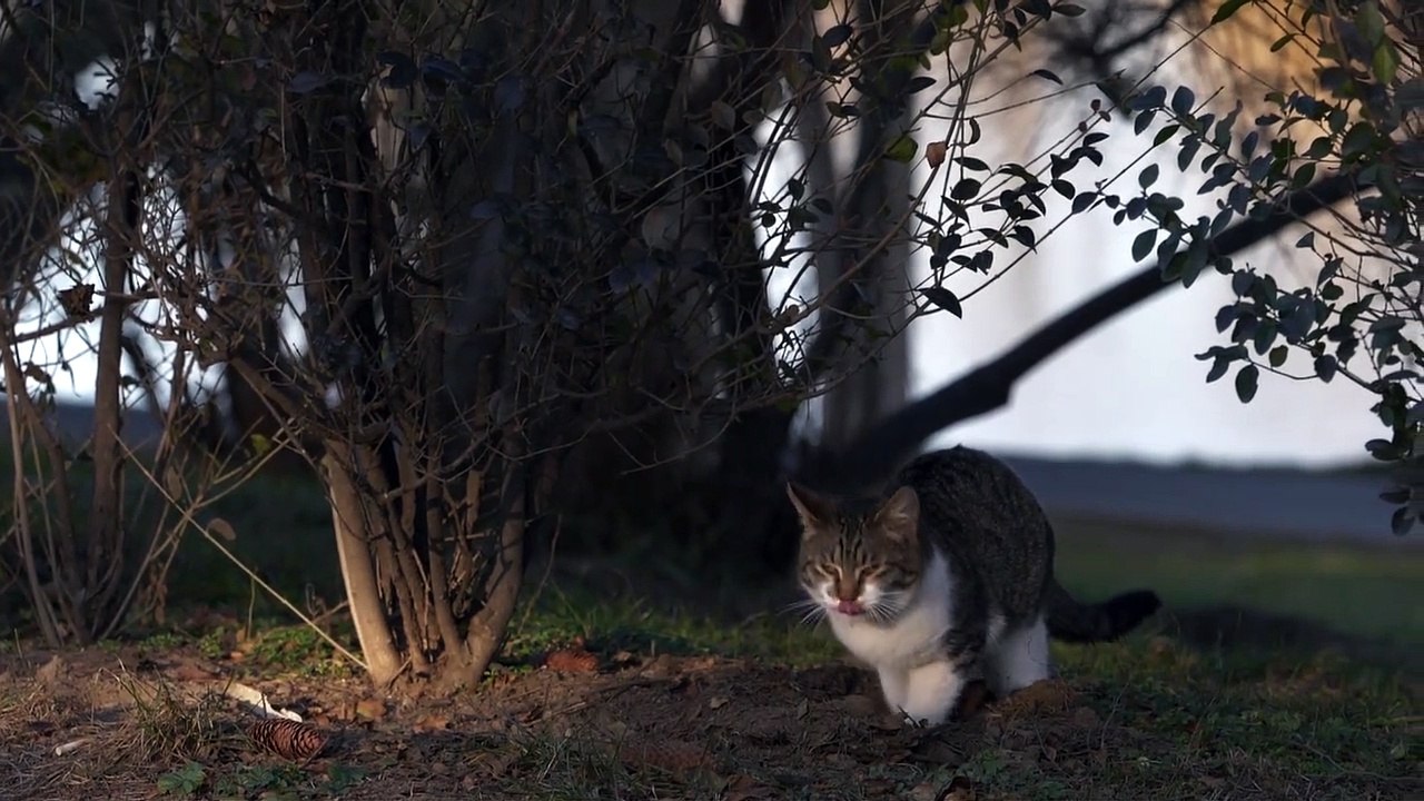 Funny animals videos for kids, funny videos for kids, funny videos, fun,entertainment, happiness, Entertainment