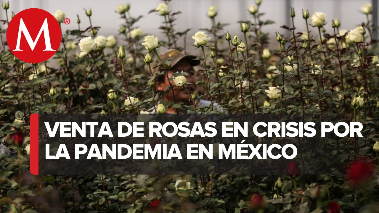 Productores de rosas en Puebla luchan por 'salvar' sus ventas