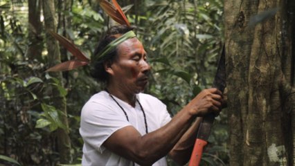 Fighting COVID-19 with Ancestral Wisdom in the Amazon