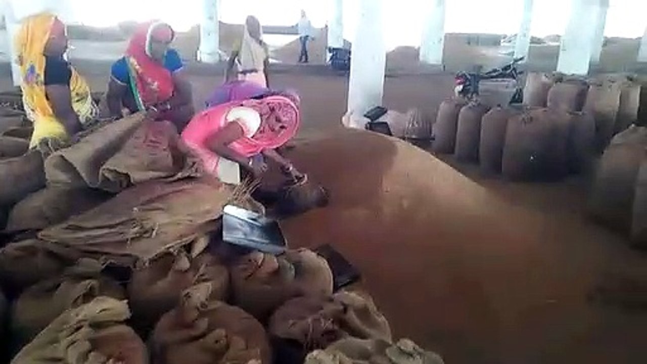 समर्थन मूल्य में धान खरीदी के बाद मंडी में धान...