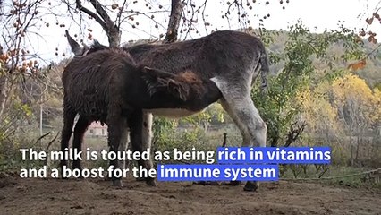 Udderly healthy? Donkey milk takes off in Albania as local legend extols health benefits