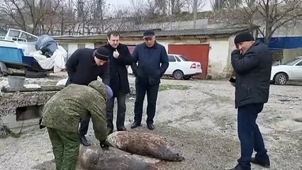 Descubren cerca de 300 focas muertas en las orillas rusas del mar Caspio