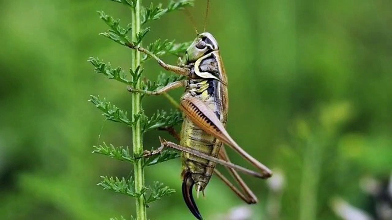 Can A Cricket Survive With One Leg?