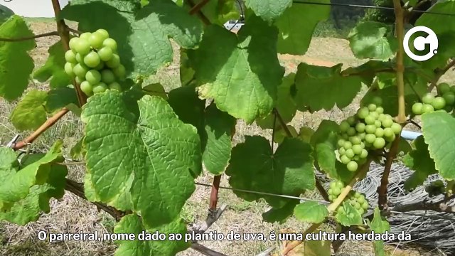 O vinho capixaba que até Jesus ia querer experimentar