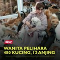 Wanita  pelihara 480 kucing, 12 anjing