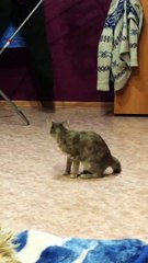 Cat Practicing its Dance Moves