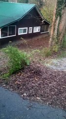Black Bears in Gatlinburg Tennessee
