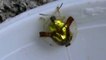 Besouro dourado,  Joaninha dourada,  golden ladybug (Charidotella bicolor)