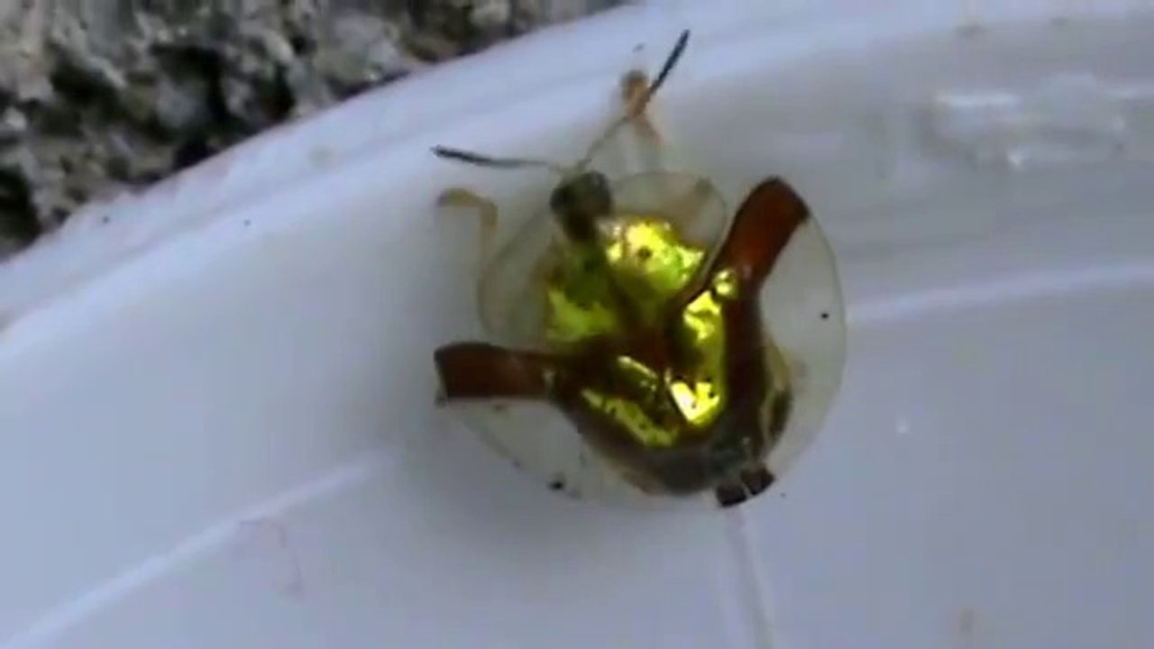 Besouro dourado,  Joaninha dourada,  golden ladybug (Charidotella bicolor)