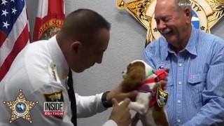 Puppy That Was Snatched From Gator’s Jaws Is Now a Cop