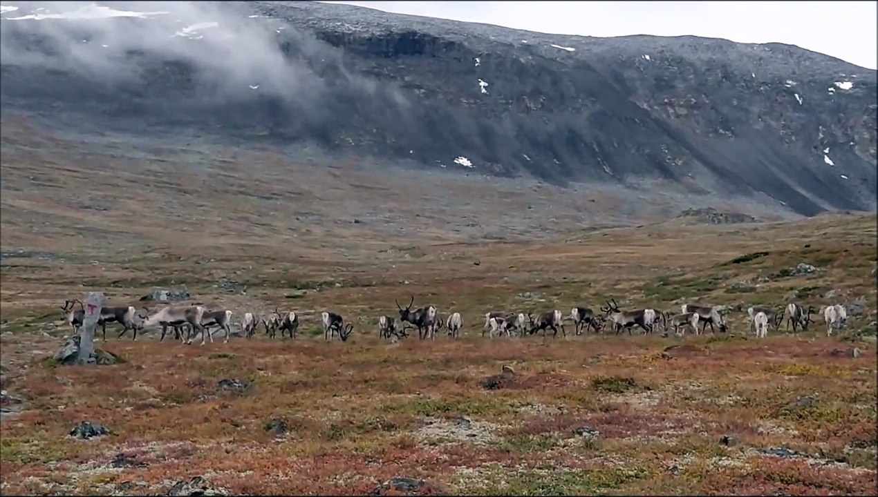 Wilde Rentiere im Land der Riesen