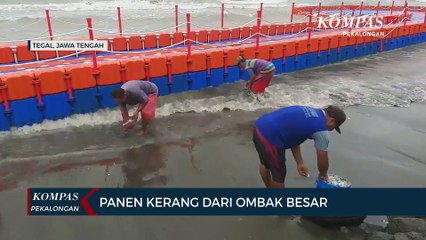 Warga Panen Kerang dari Ombak Besar