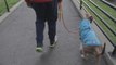 Dog walking COVID-19 concerns