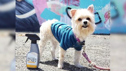 Pet Holiday Must-Haves