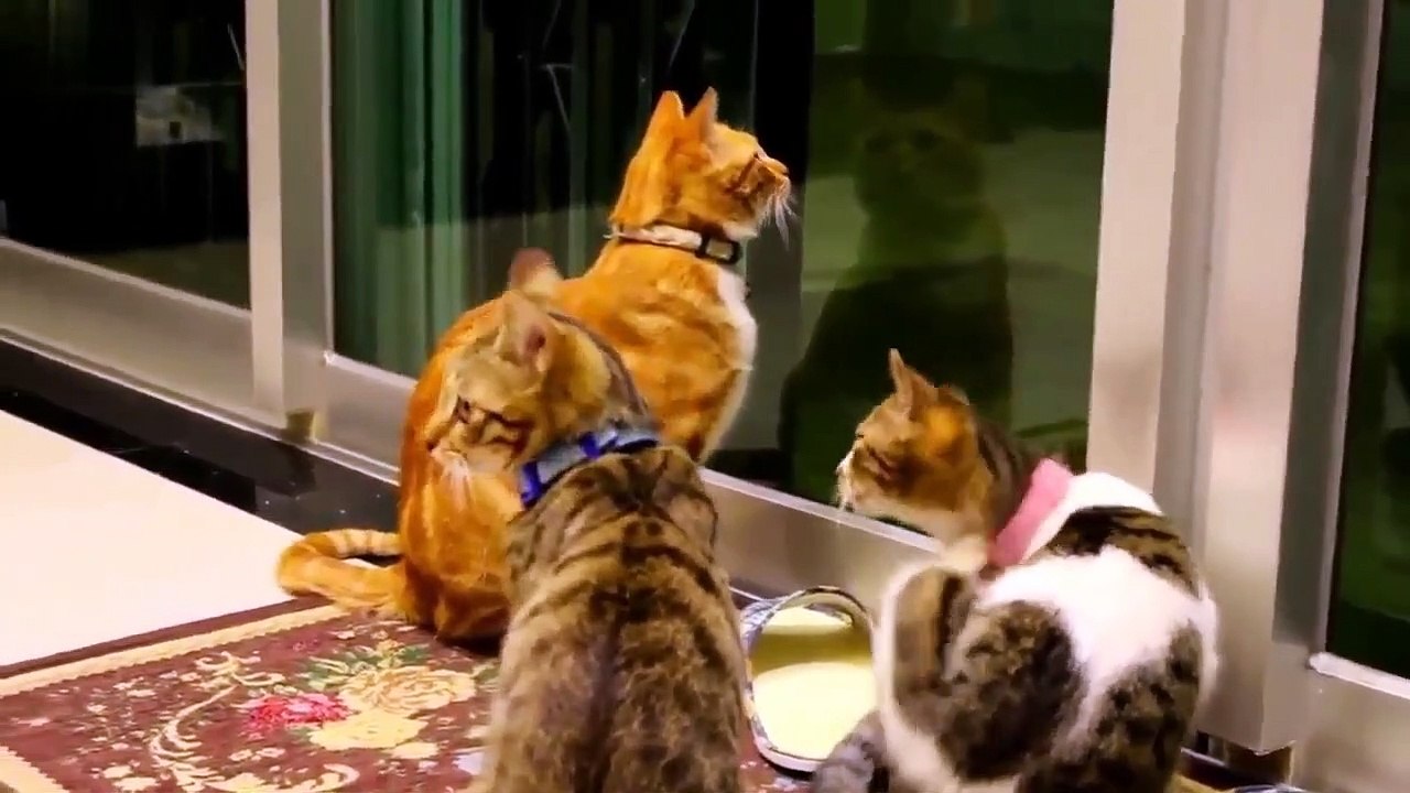Compilation de Chats qui miaulent trop Mignon Vous allez cracker  !!!