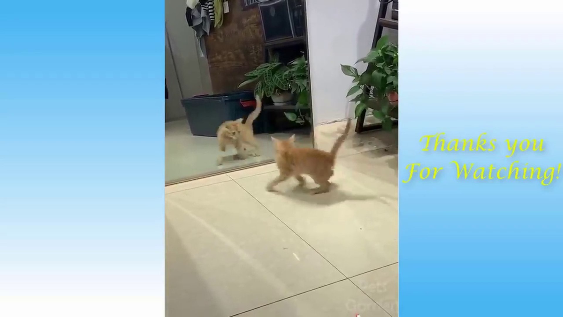 ⁣Cute Pets And Funny Animals Compilation  Pets Garden