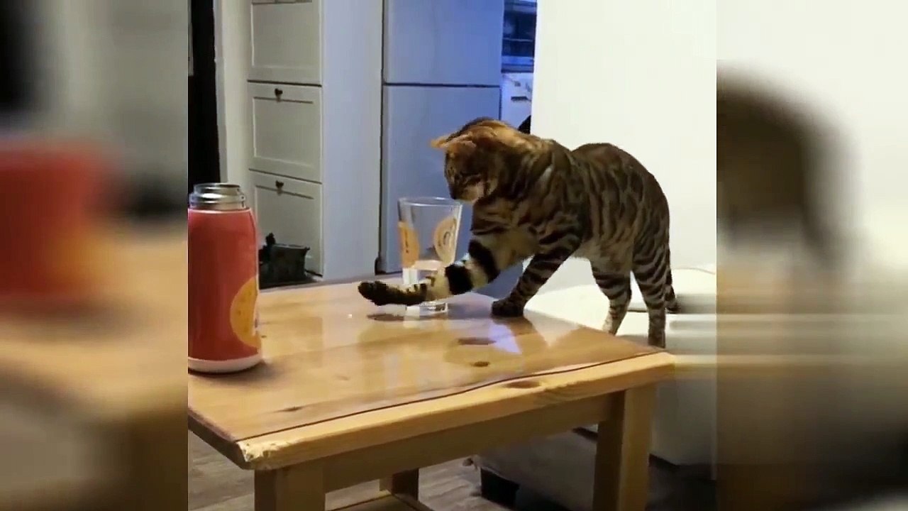 Essayer_De_Ne_Pas_Rire_ces chats sont à mourir de rire