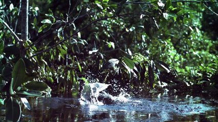 Equator E03 - Rivers of the Sun