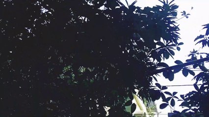 A trial on taking professional shots