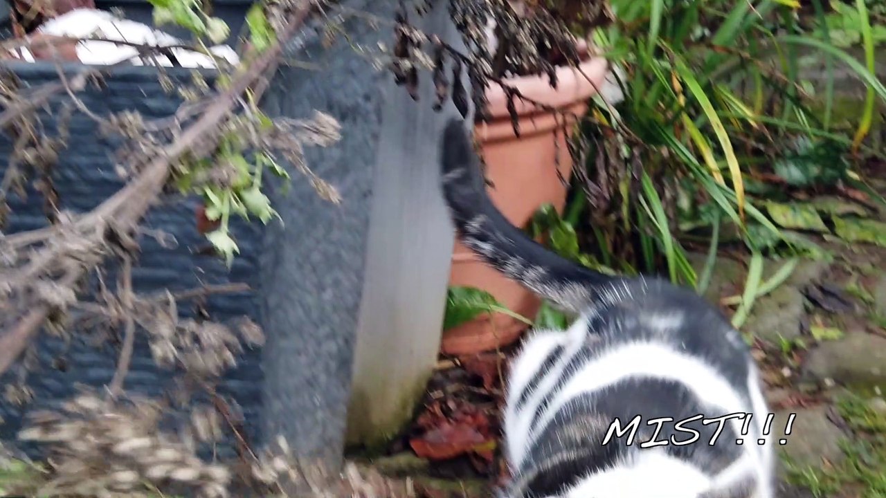 Katers Fehltritt  -  Lustige Katzen  (Funny cats)