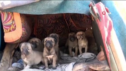 Kısıtlama Hayvan Sevgisine Engel Olamadı