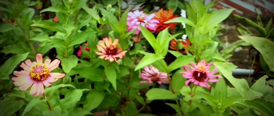 Ahamed Rafid - A Garden View | A mobile cinematography by Ahamed Rafid.