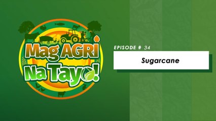 "SUGARCANE" Mag-Agri Na Tayo! Ep-34