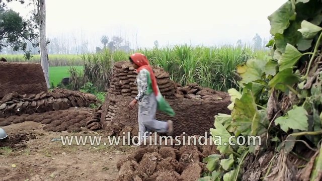 Indian village woman lays out cow dung patties to dry