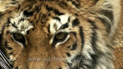 Really angry_ Young Tiger lets out a controlled but ferocious roar