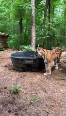 شاهد: نمر يستجم في حوض سباحة داخل حديقة  بالهند