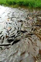 Pesona Cagar Alam Telaga Ranjeng di Pandansari Brebes