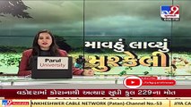 Junagadh Farmers face massive crop loss due to unseasonal showers in the region  TV9News