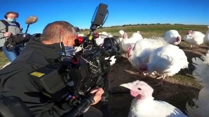 Caméraman vs Dinde