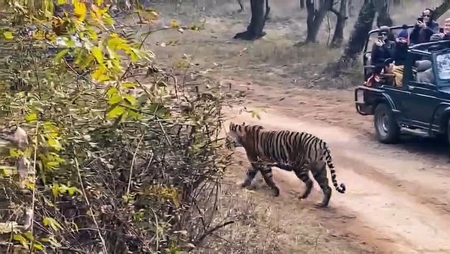 बाघिन जिप्सी के पास आई तो थमी पर्यटकों की सांसें