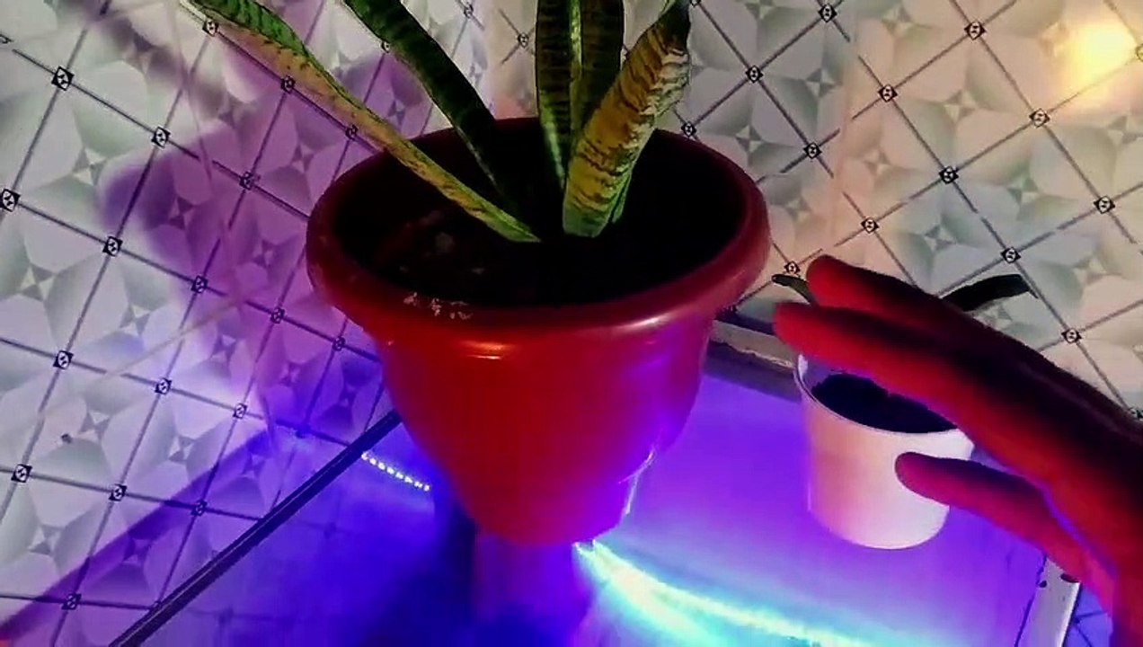 How to grow snake plant fast , why it is so perfect ?  #snakeplant #care&tips