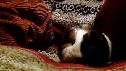 CAVIA PORCELLUS TURMERIC 102_2341