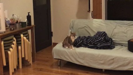 【さびしそうな猫の鳴き声】ご主人がちょっと離れただけでさびしがる猫【キジ白猫のまる】-Cat barks-