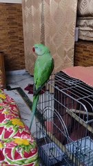 Talking parrot speaking