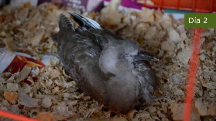 LA HISTORIA DE ONCE, UNA TÓRTOLA 100% CIEGA ENCONTRADA EN LA CALLE CON PROBLEMAS DE CRECIMIENTO