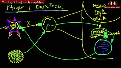 Covid 19 Pfizer vaccine explained
