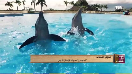 المساء مع قصواء | "الدولفين" صديق الإنسان المرح