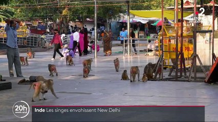 Inde : les singes ont envahi New Delhi pendant le confinement