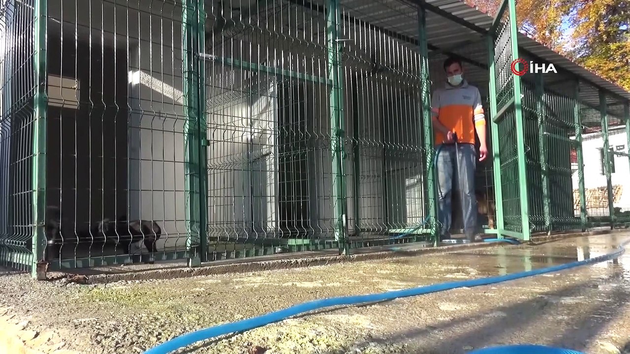 Sokak hayvanları için otel konforunda geçici bakım merkezi