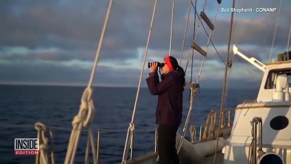 Was a New Whale Species Just Discovered