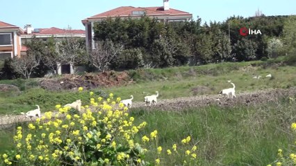 Büyükçekmece’de sokak hayvanları kısıtlamada da unutulmadı